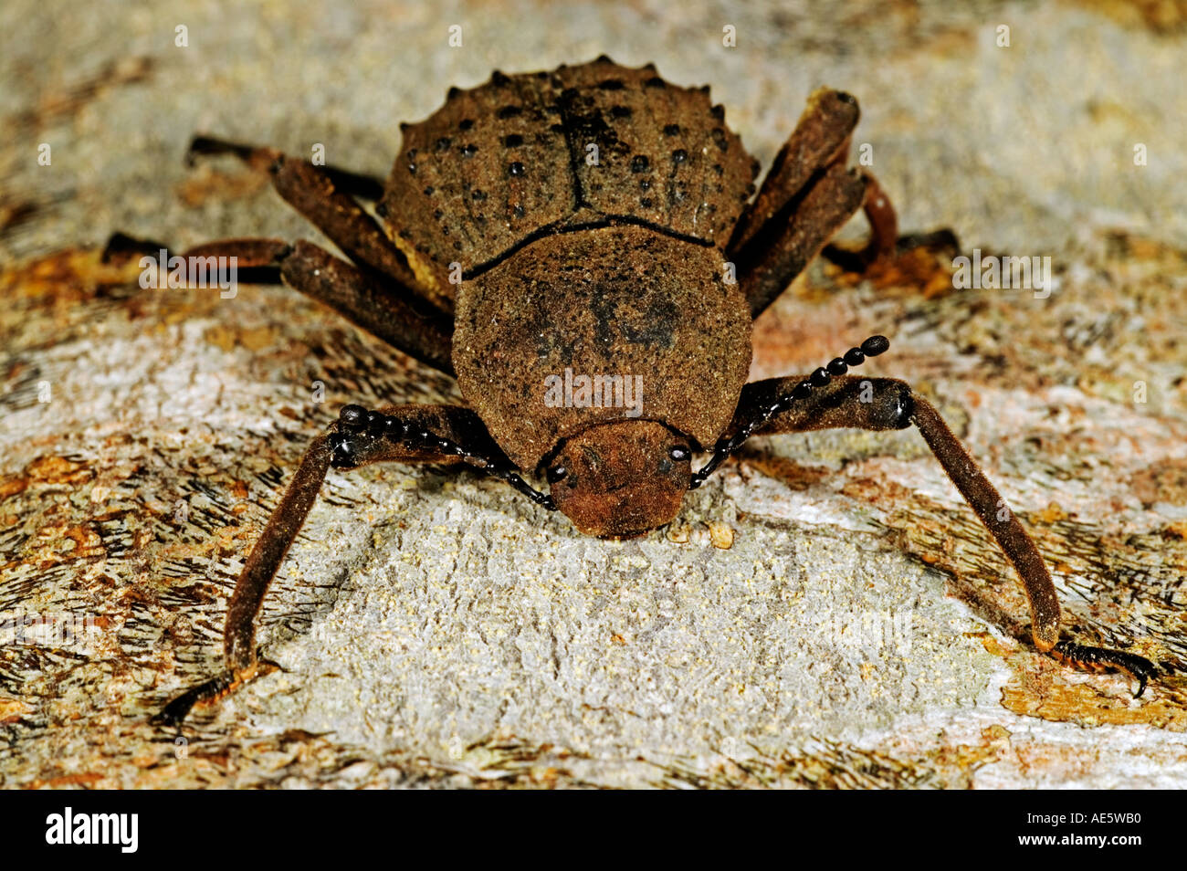 Tenebrionid Pulposipes scarabée géant en danger critique herculeanus endémique à Fregate Island Seychelles Banque D'Images Tenebrionid Pulposipes scarabée géant en danger critique herculeanus endémique à Fregate Island Seychelles Banque D'Images