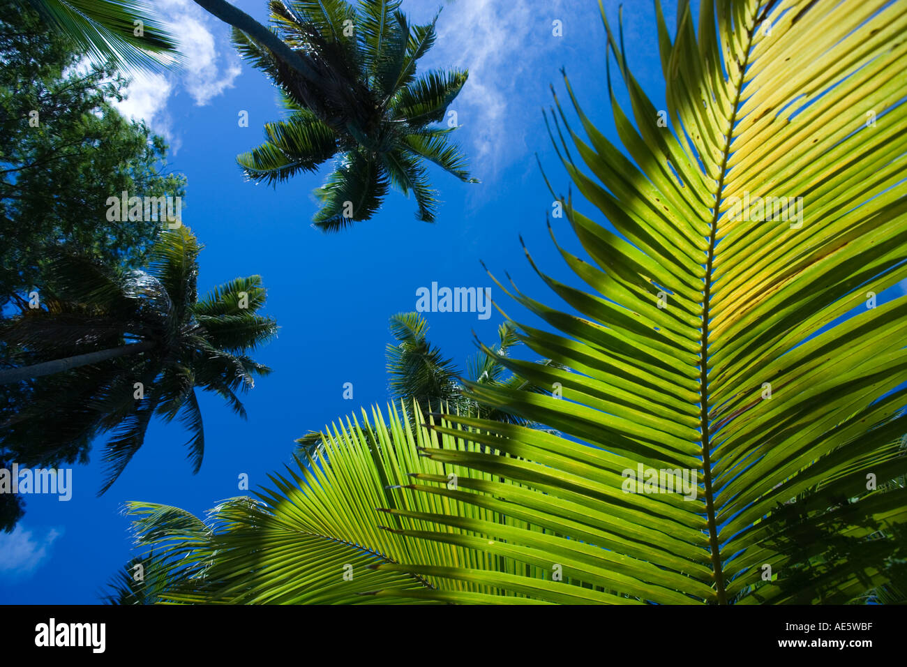 La végétation de l'île tropicale Seychelles Banque D'Images