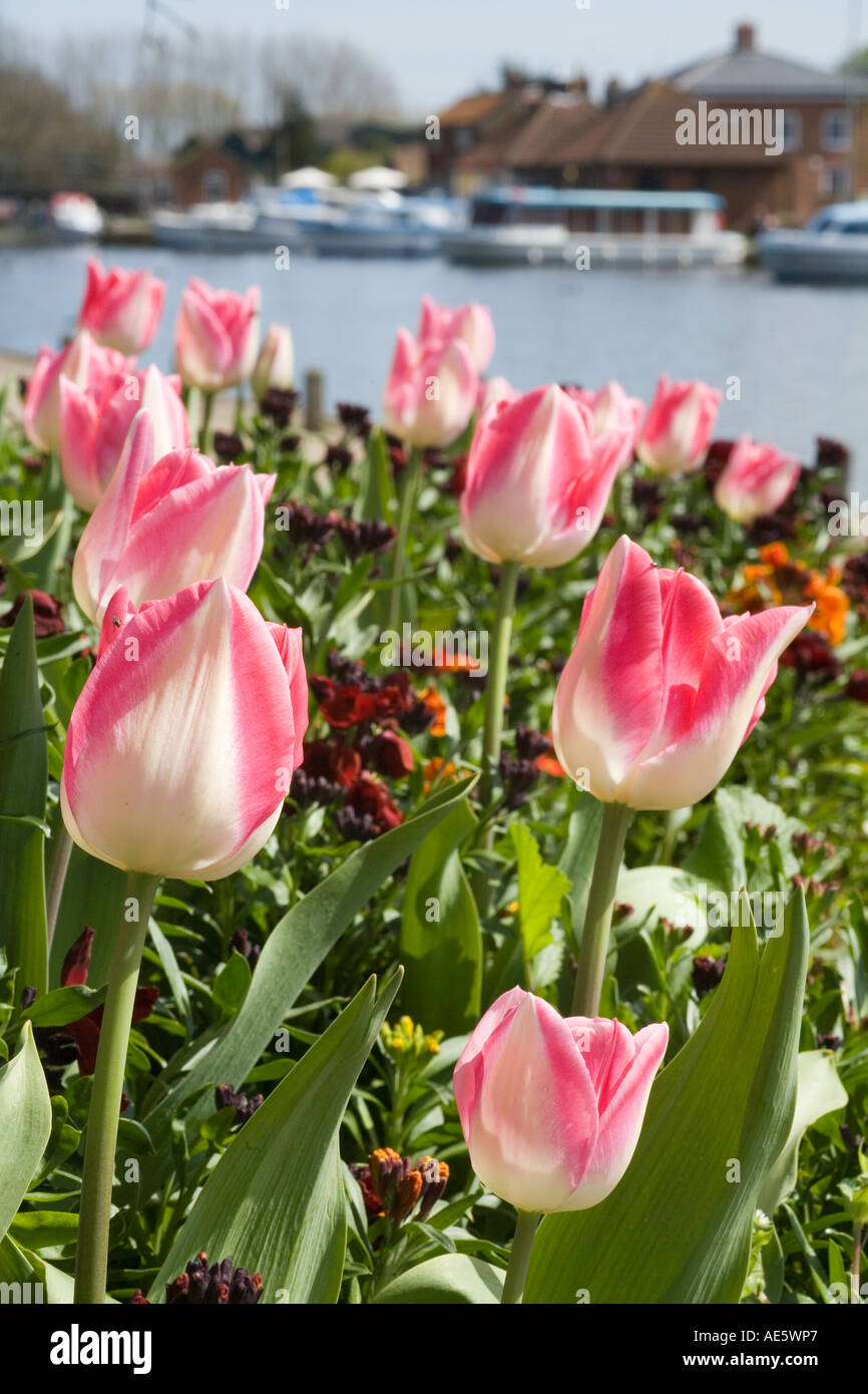 Beccles Quay, Suffolk et tulipes Banque D'Images