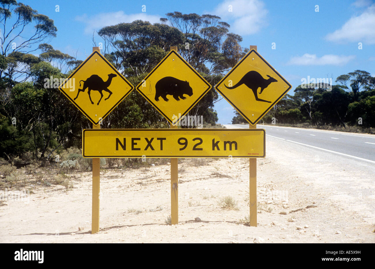 'Attention aux chameaux, wombats & kangourous le prochain 92 kms', signe de route sur la Nullabor Plain, dans le sud de l'Australie Banque D'Images