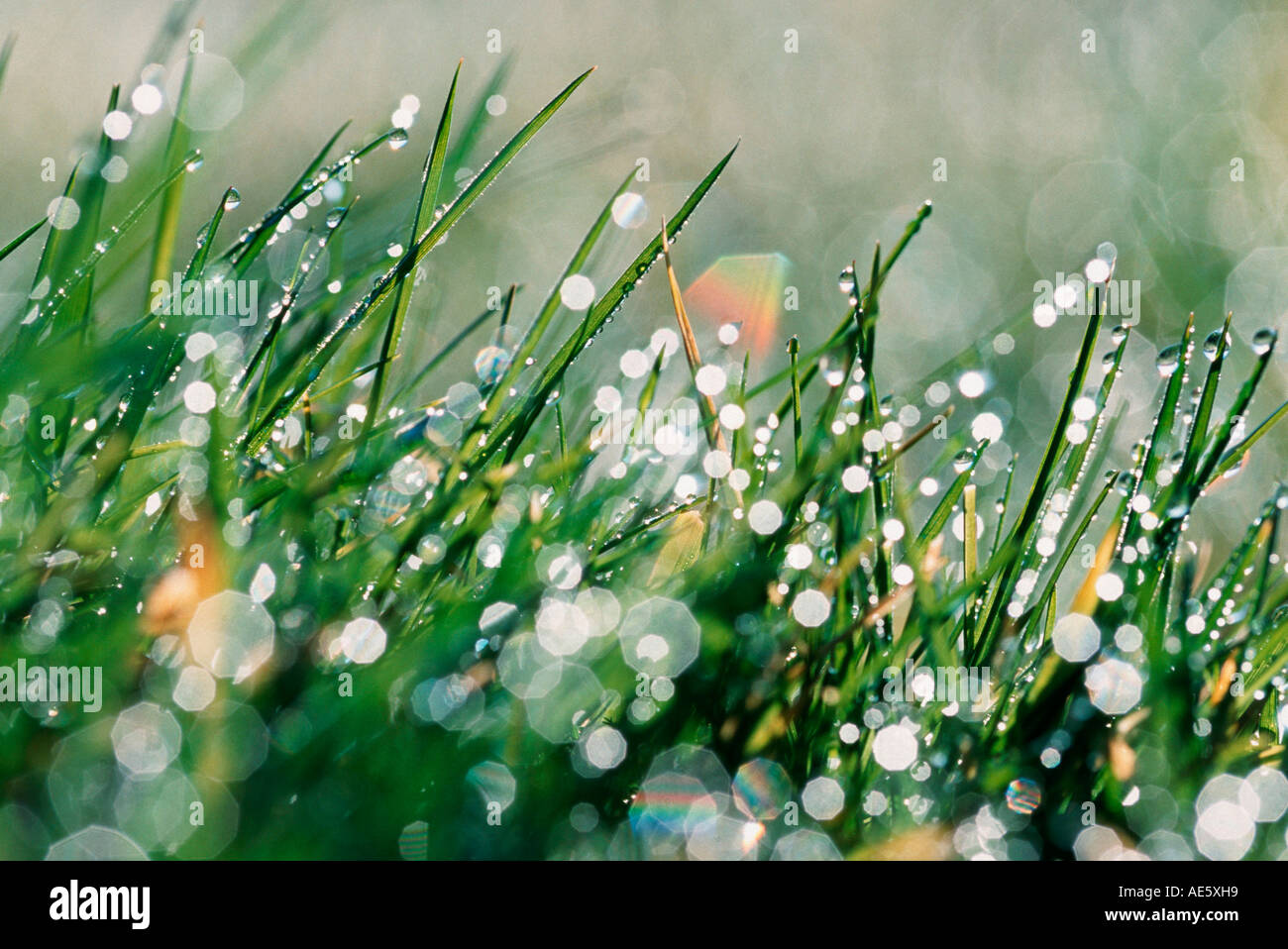 De l'herbe avec des gouttes d'eau Banque D'Images