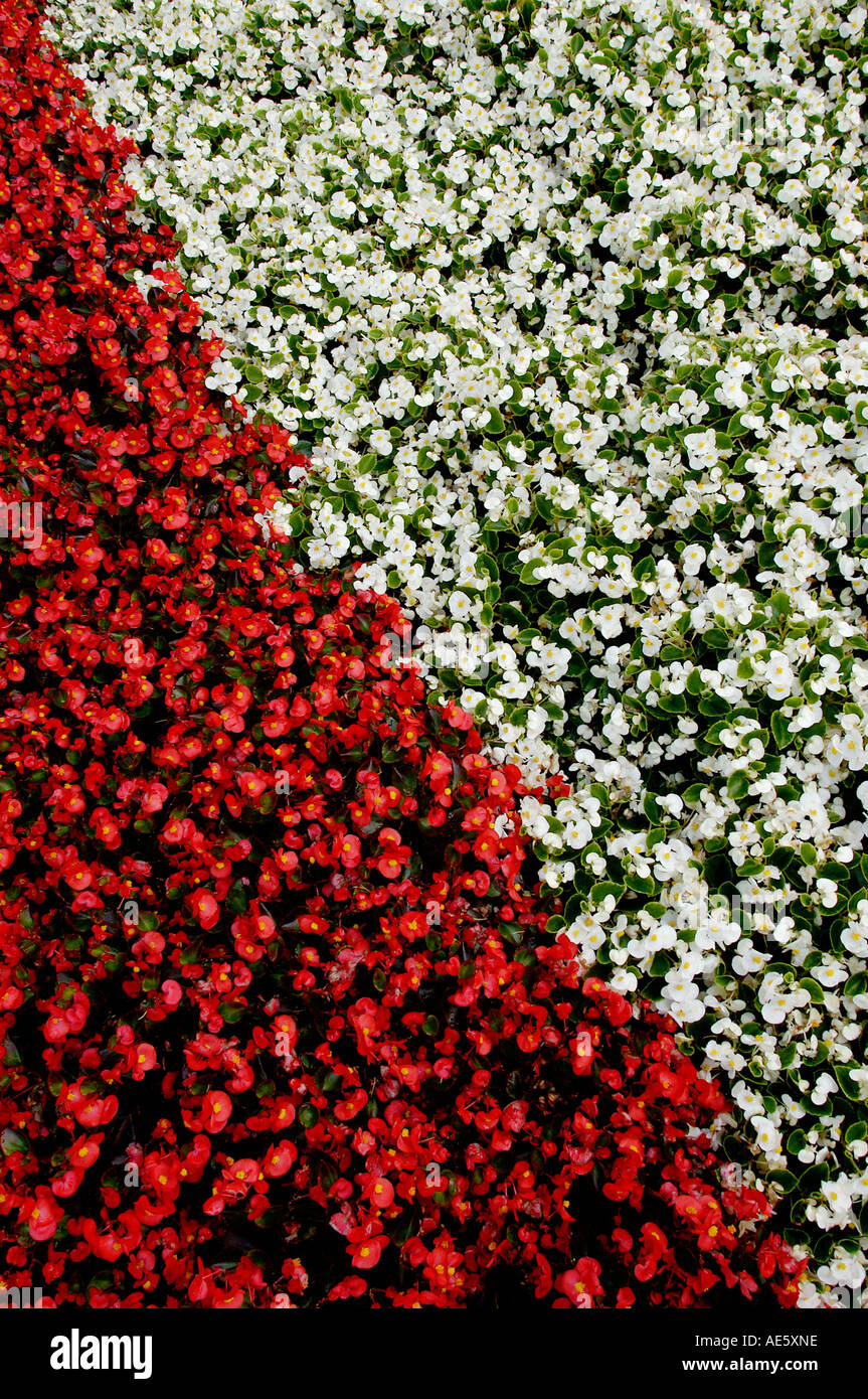 La literie de Bégonia (Begonia semperflorens--Hybride) Banque D'Images