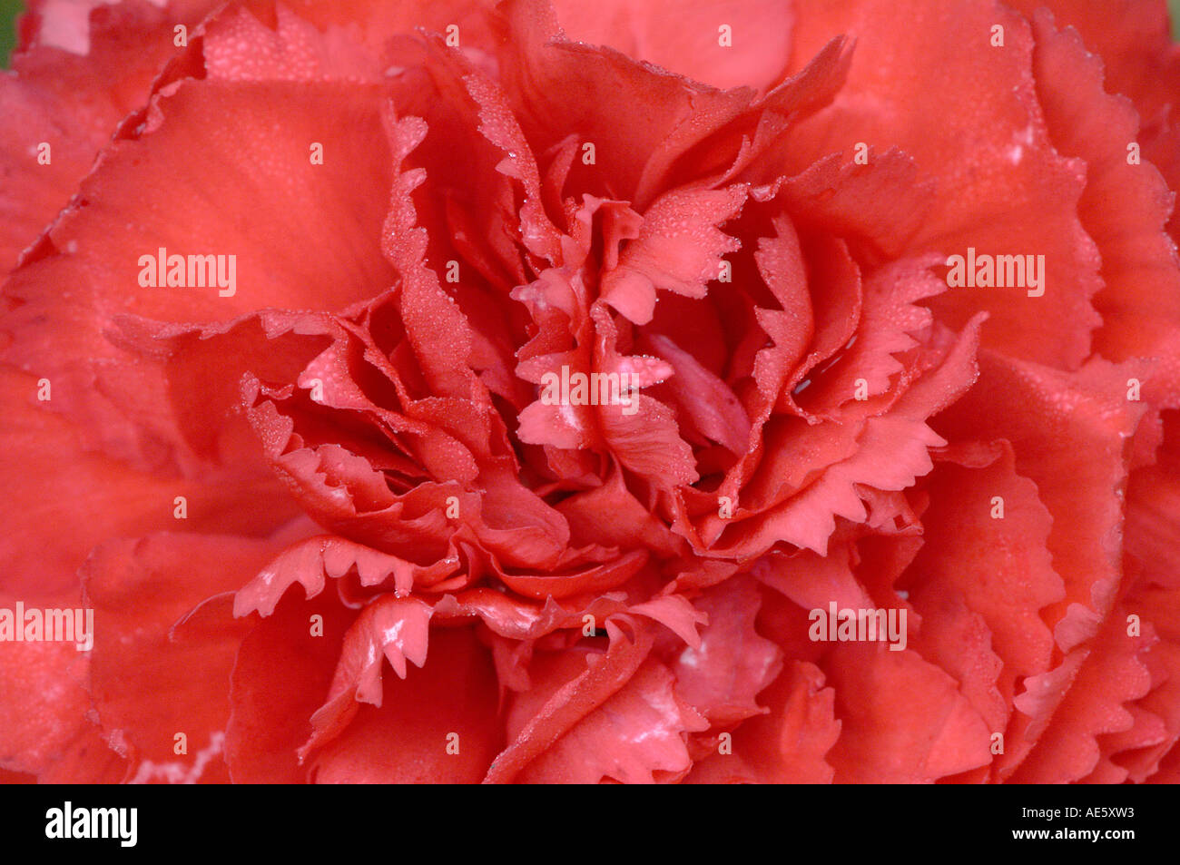 Bégonia, bégonia tuberhybrida fleur détail (hybride) Banque D'Images