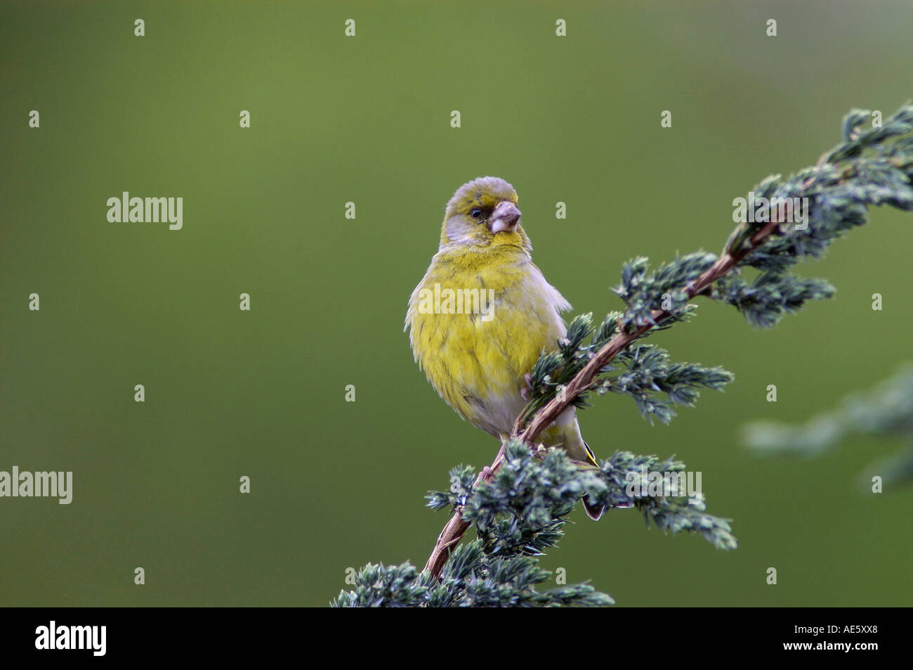 Verdier (Carduelis chloris) Banque D'Images