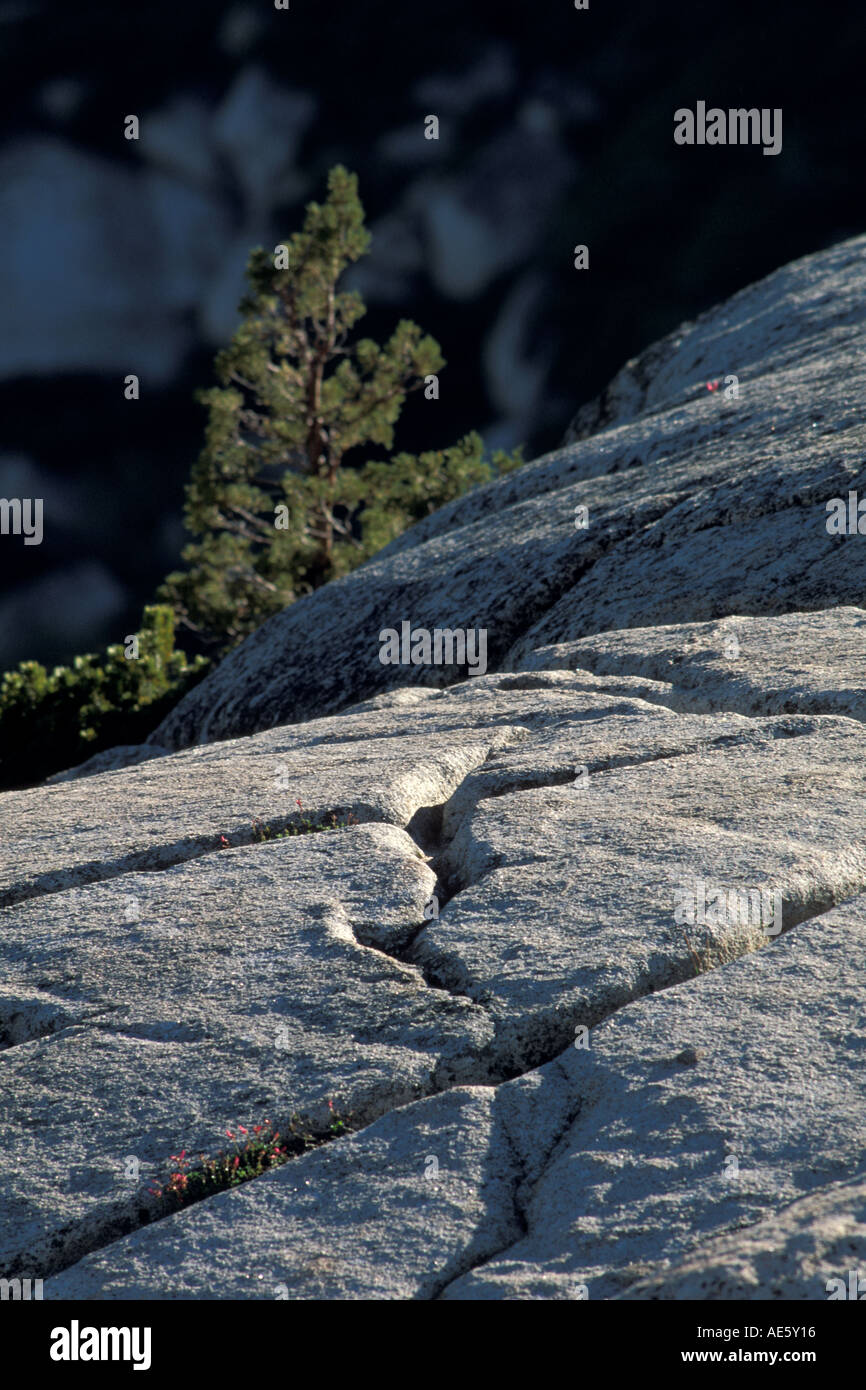 Les lignes de fracture sur roche de granit au point d'Olmsted Tioga Pass Road High Sierra Yosemite National Park California Banque D'Images