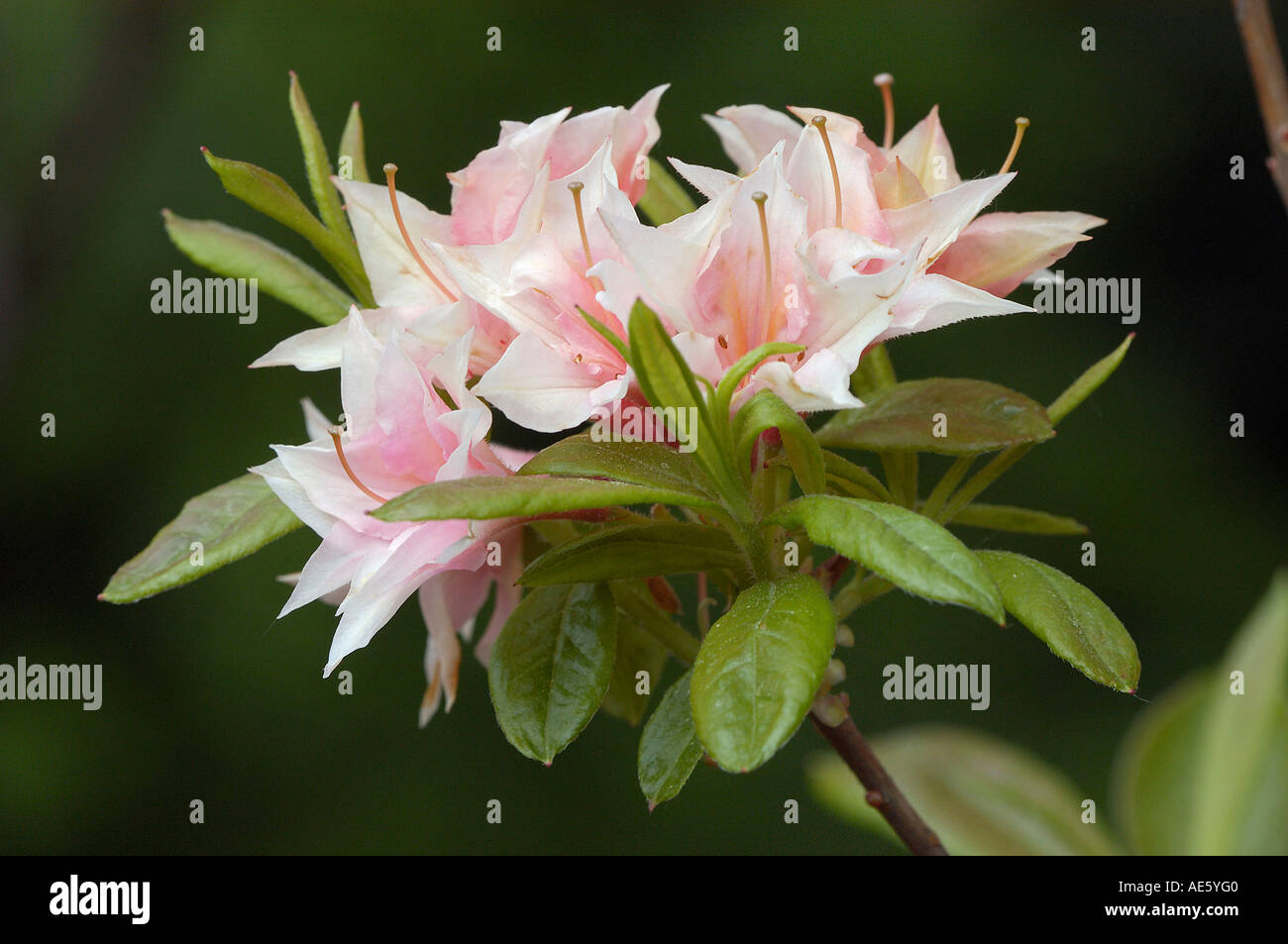 L'azalée (Rhododendron spec.) Banque D'Images