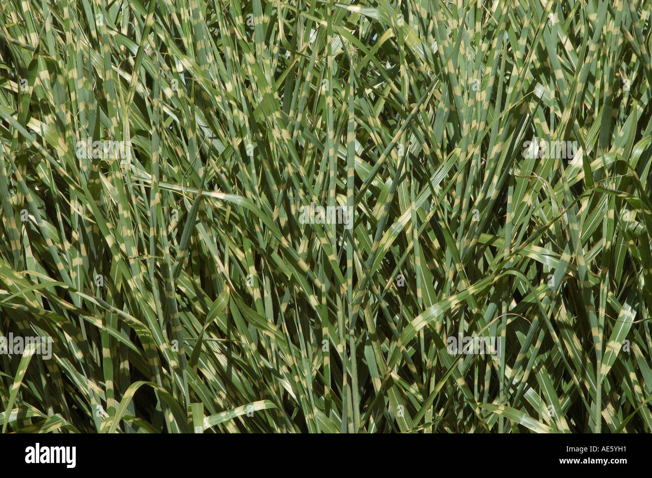 Zebragras (Miscanthus sinensis 'Zebrinus') Banque D'Images