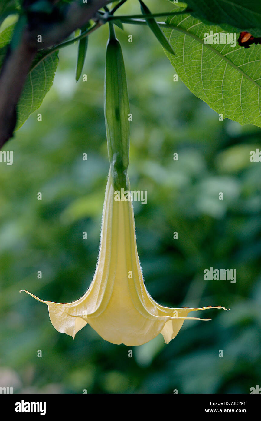 Angel's Trumpet blossom (Datura arborea Brugmansia arborea), Banque D'Images