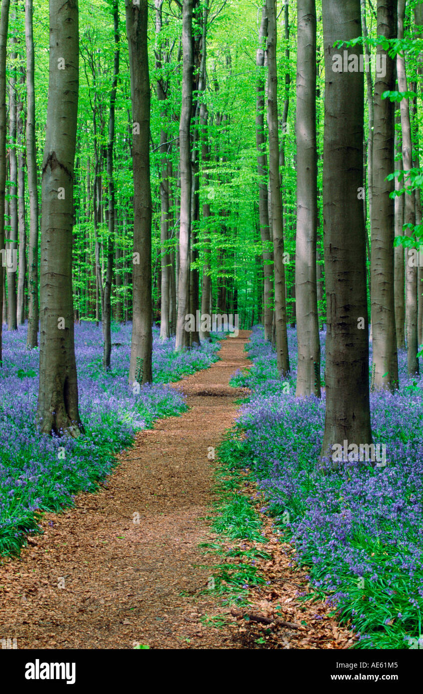 Chemin à travers forêt de hêtres avec des jacinthes au printemps, Belgique (Endymion non-scriptus, Scilla non-scripta) Banque D'Images