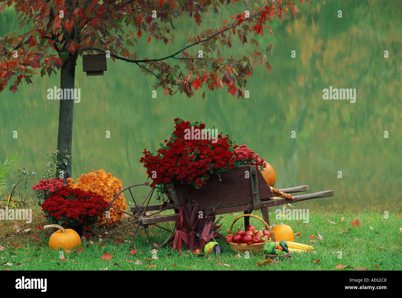 Brouette en bois ancien rempli de fleurs d'automne la récolte des mamans rouge et orange et des citrouilles par lake, Midwest USA Banque D'Images
