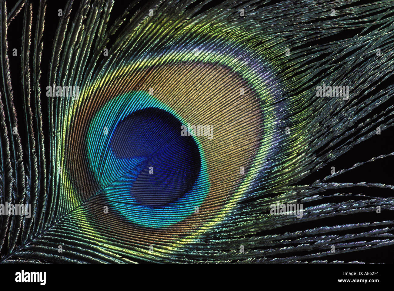 Plume de paon close up, USA Banque D'Images
