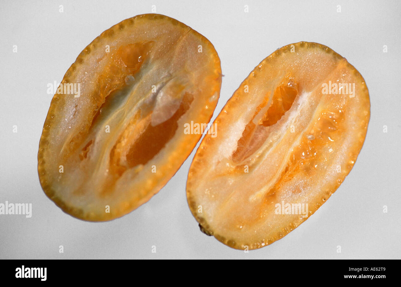 Kumquat (Fortunella polyandra malais) Banque D'Images