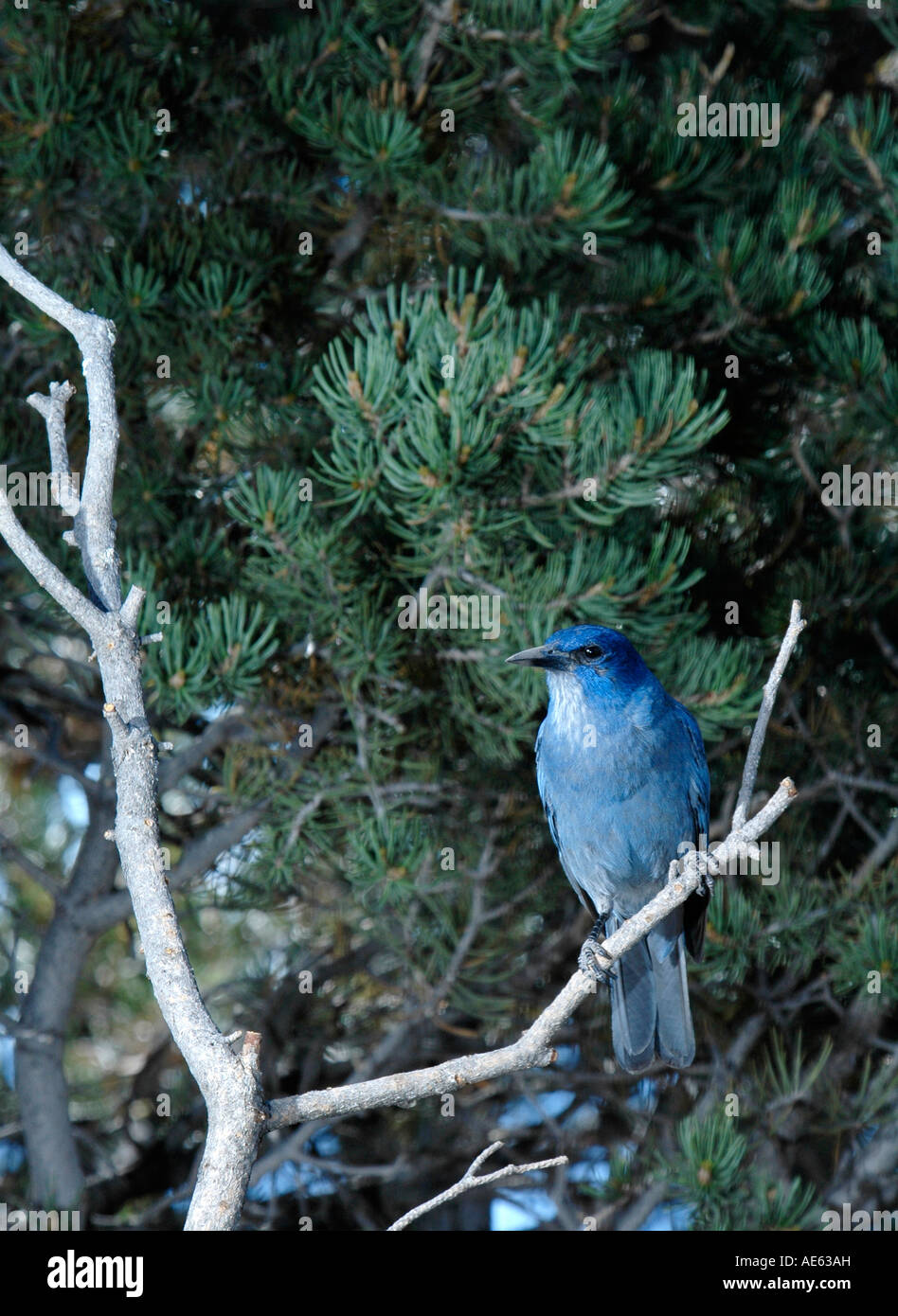 Pinyon Jay ou Pinon Jay (Gymnorhinus cyanocephala) on tree branch, Ridgway, Colorado. Oiseau a une belle couleur bleu indigo. Banque D'Images