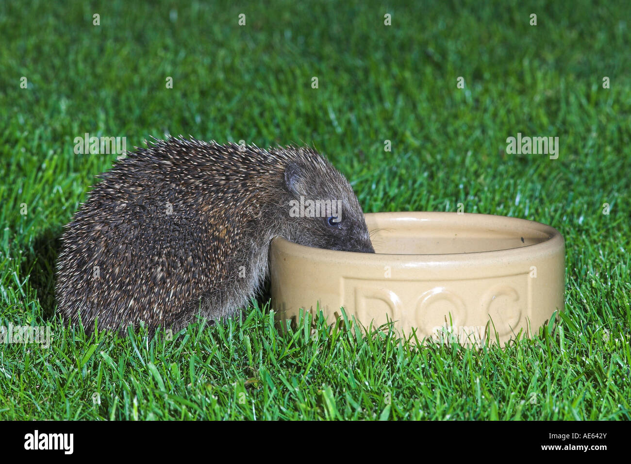 Hérisson (Erinaceus europaeus) manger de chien bol sur pelouse, Suffolk, Angleterre, RU Banque D'Images