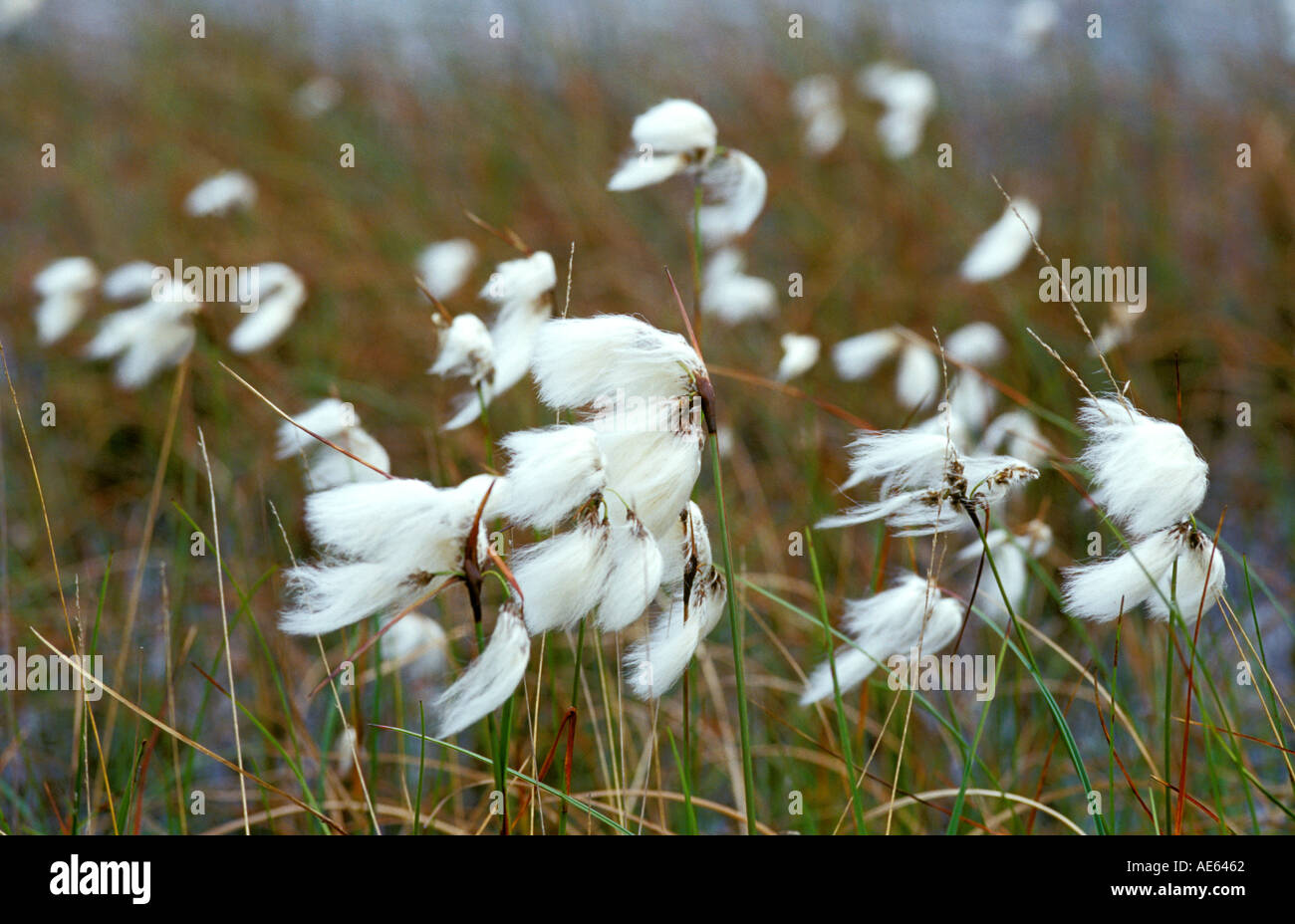 'Cotton Grass' Eriophorum angustifolium Banque D'Images