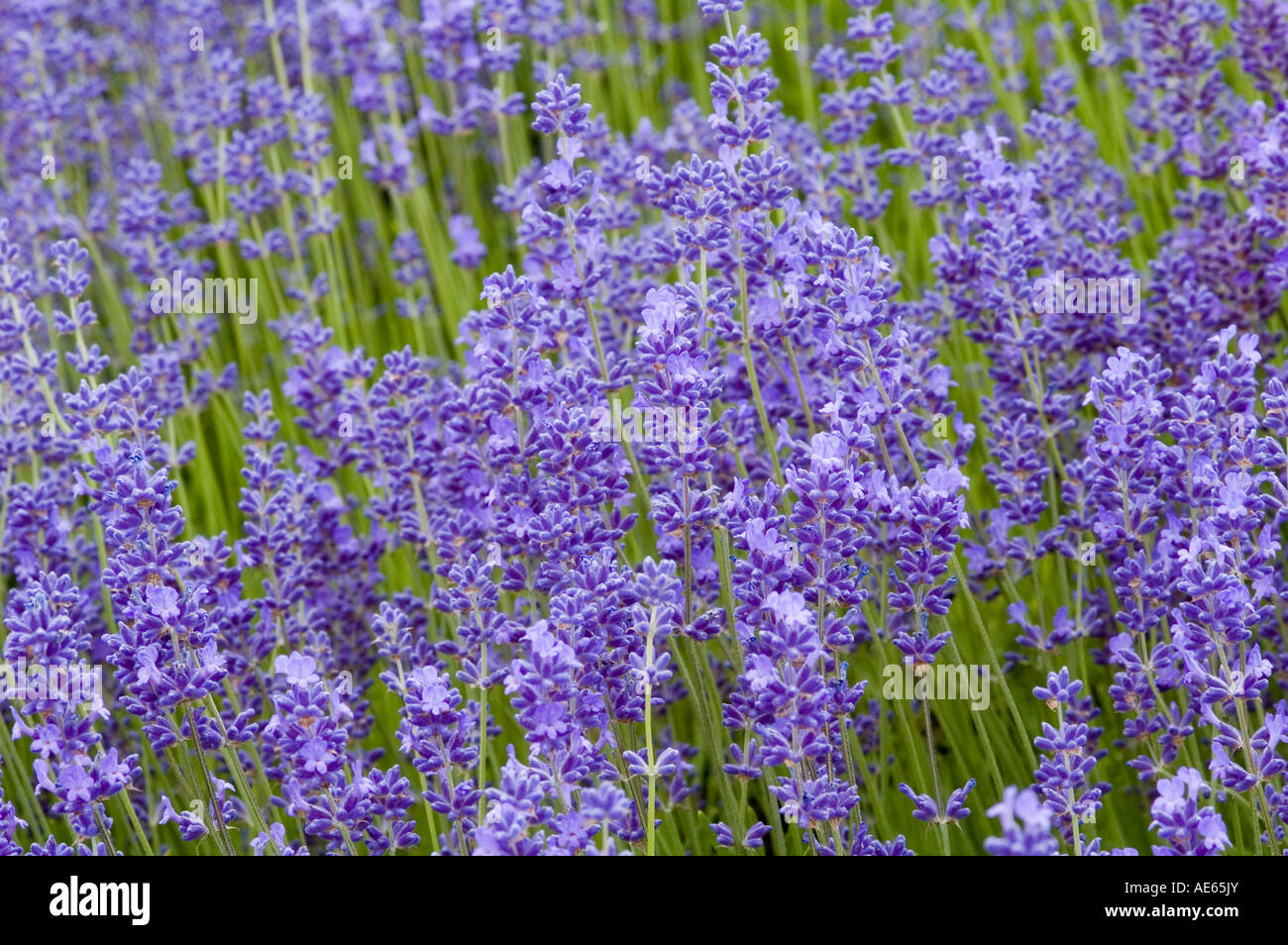 Lavandula angustifolia Lavande Folgate avec fleurs bleu vif Banque D'Images