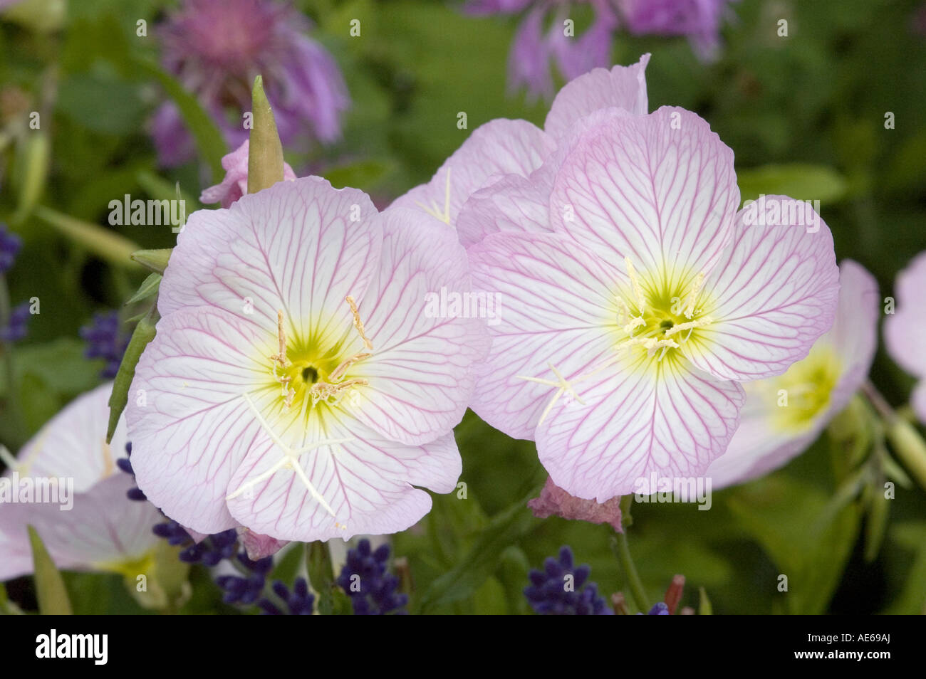 Siskiyou Oenothera Onagre rose avec fleurs lacées roses délicates Membre de la famille d'huile médicinale Banque D'Images