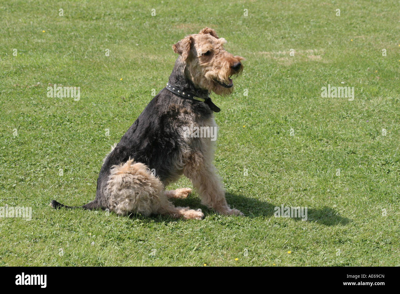 Un mâle Airedale Terrier. Banque D'Images