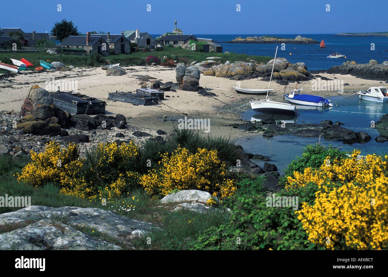 France Normandie Île Chausey Vue sur la floraison de Rocky Harbour, ajoncs Ulex europaeus Banque D'Images