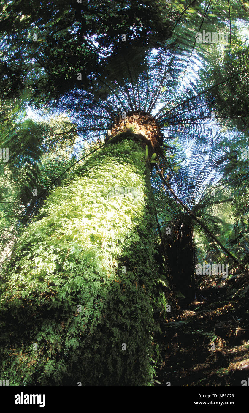 Fougère arborescente géant Tasmanie Australie Banque D'Images