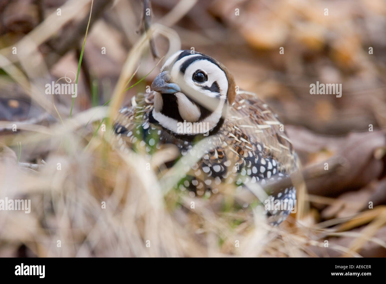 Montezuma Quail Canyon Huachua Crytonyx montezumae Carr Montagnes Arizona USA 9 mâles adultes Avril Phasianidae Banque D'Images