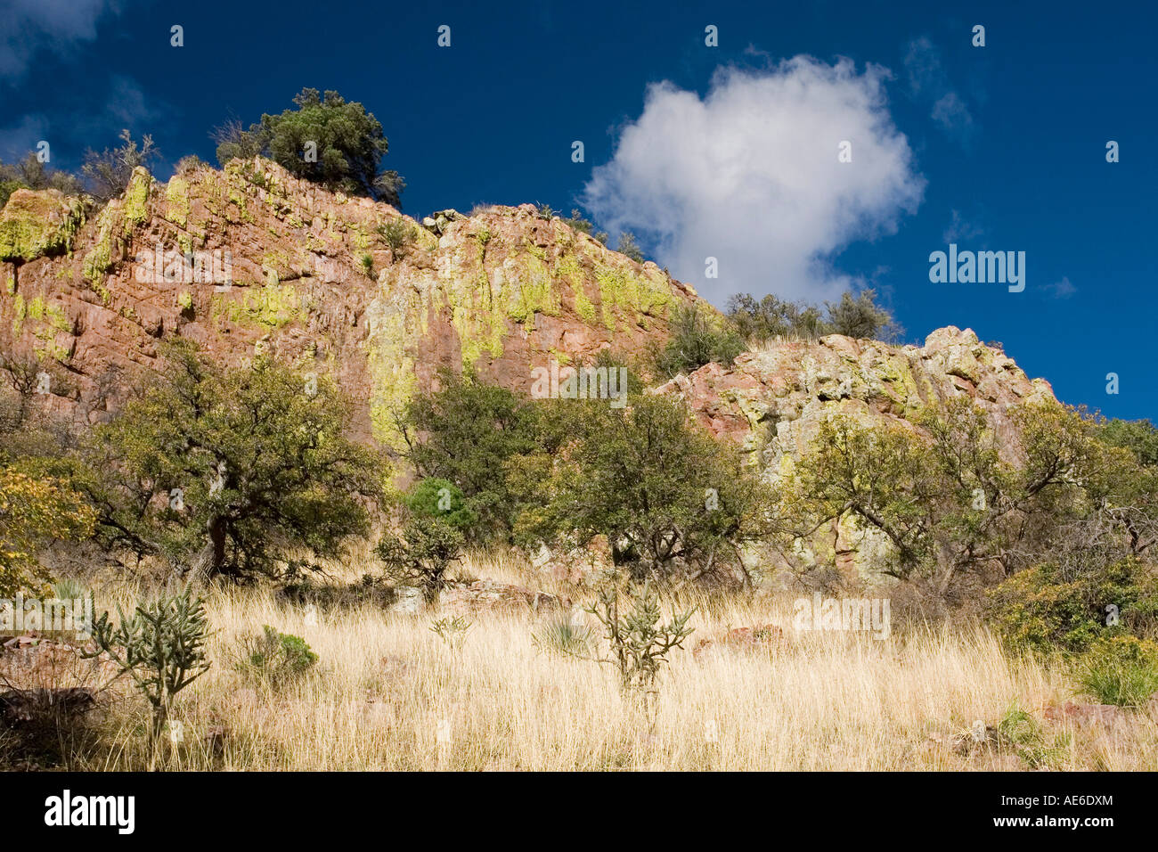 Le lichen couvre des affleurements rocheux dans les contreforts de l'Huachuca Mountains près de Sierra Vista, Arizona Banque D'Images
