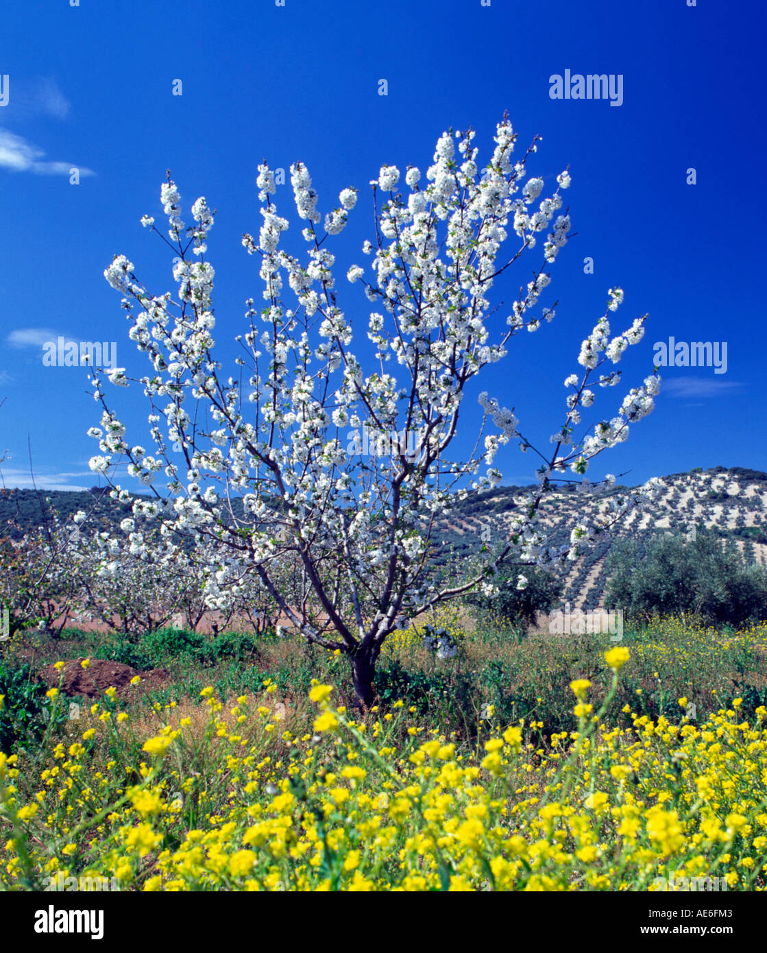 Fleur de printemps près de Priego de Cordoba, Andalousie Espagne Banque D'Images