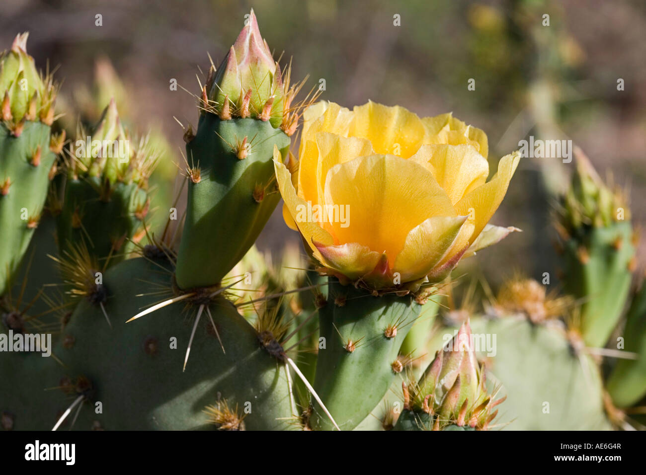 S'Engelmann Cactus Opuntia engelmannii Banque D'Images