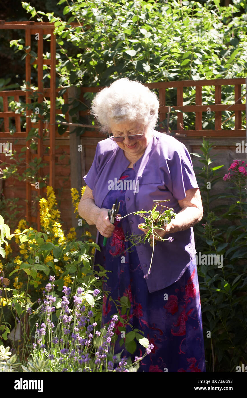 Une dame anglaise la retraite faisant une place du jardinage Banque D'Images