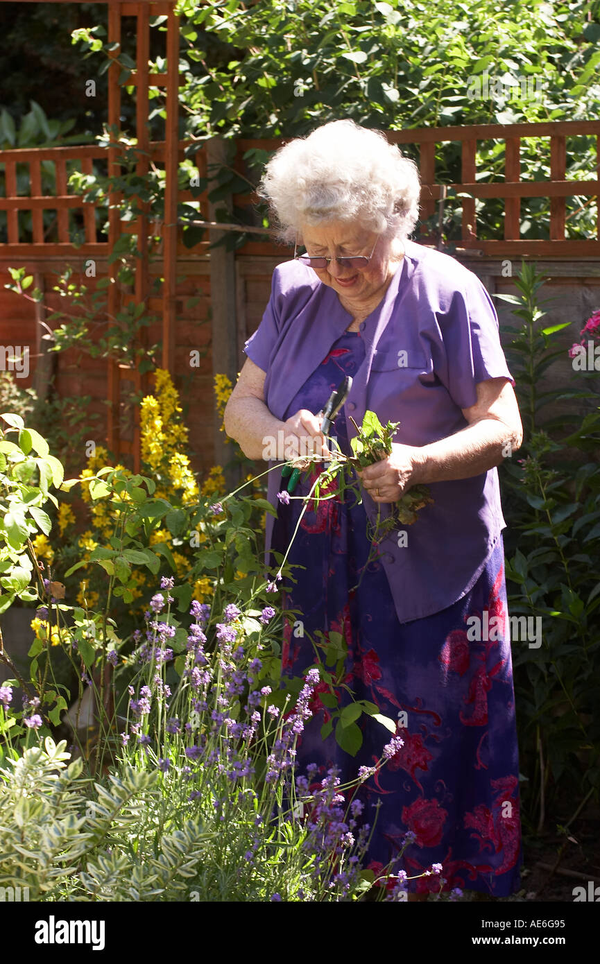 Une dame anglaise la retraite faisant une place du jardinage Banque D'Images