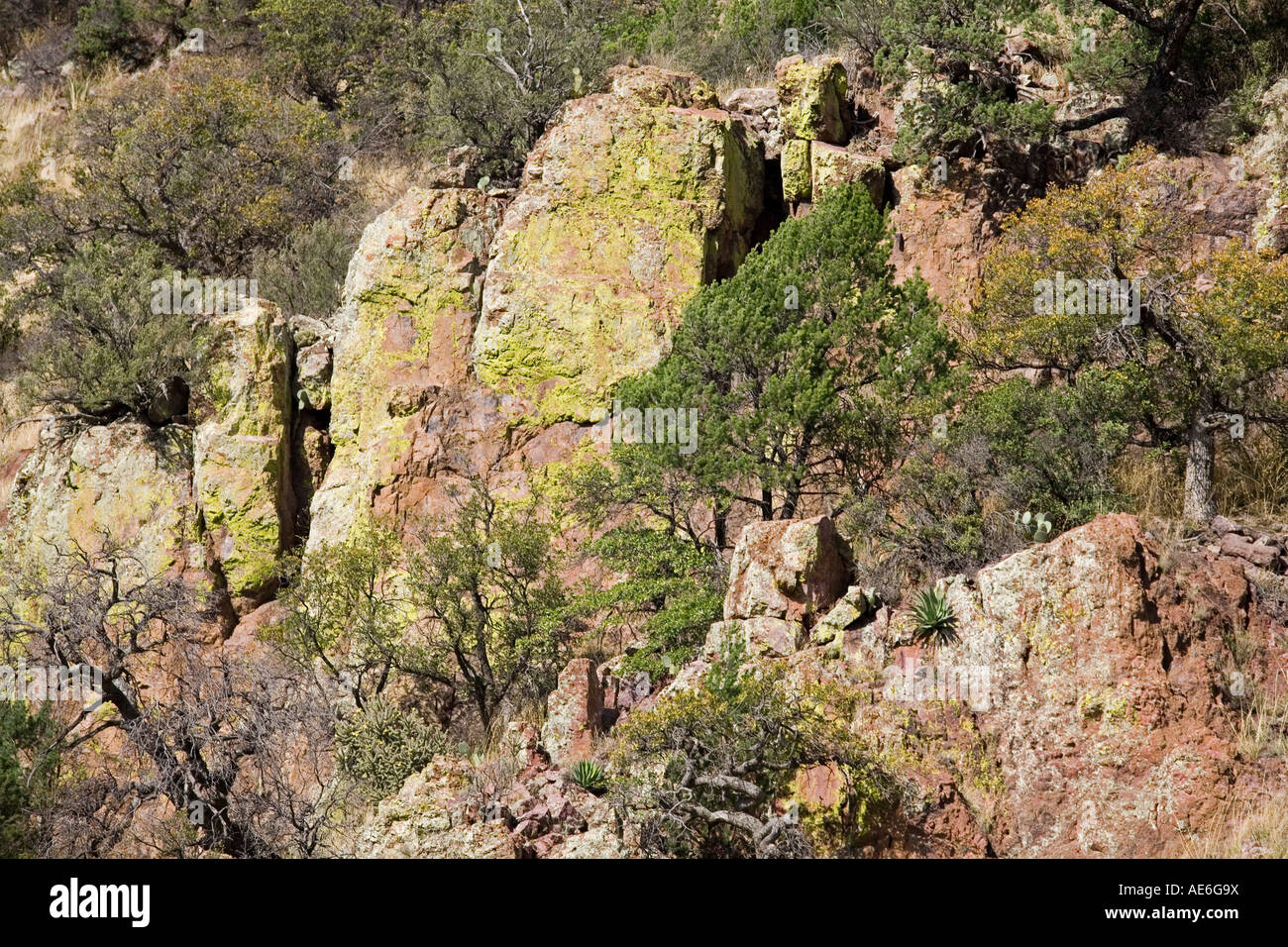 Le lichen couvre les affleurements rocheux dans les contreforts de l'Huachuca Mountains près de Sierra Vista, Arizona Banque D'Images