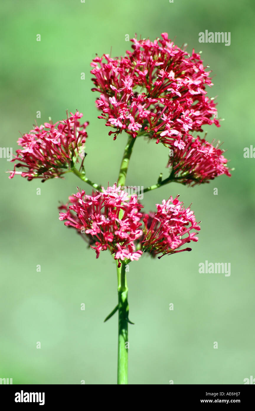 La valériane rouge Centranthus ruber appelé aussi la barbe de jupiter rouge ou un épi de valériane. Banque D'Images