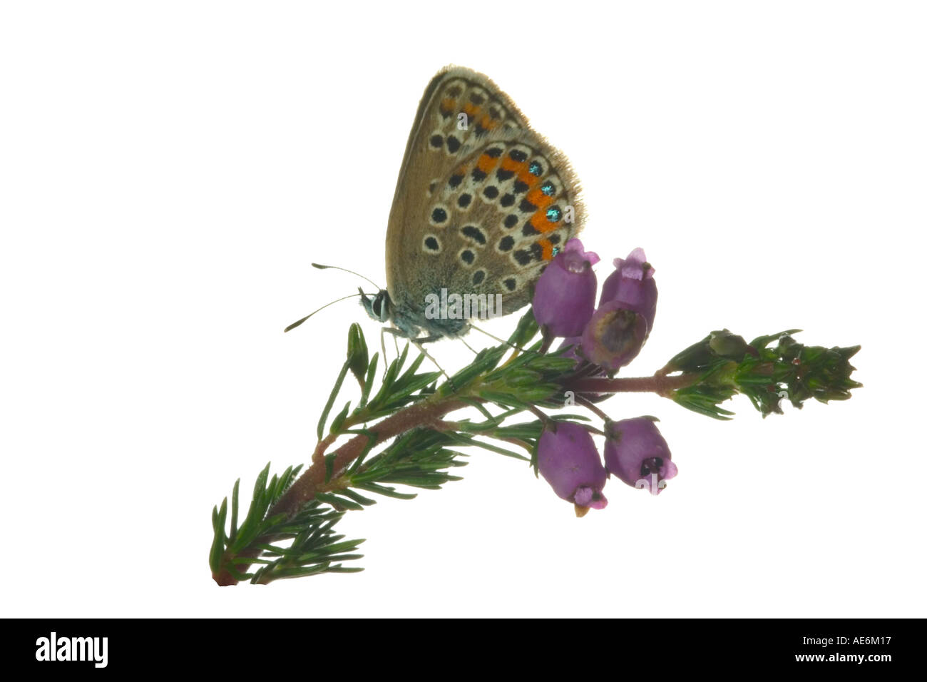 Plebejus argus bleu clouté argent femelle sur le Bell Heather Surrey England Juin Banque D'Images