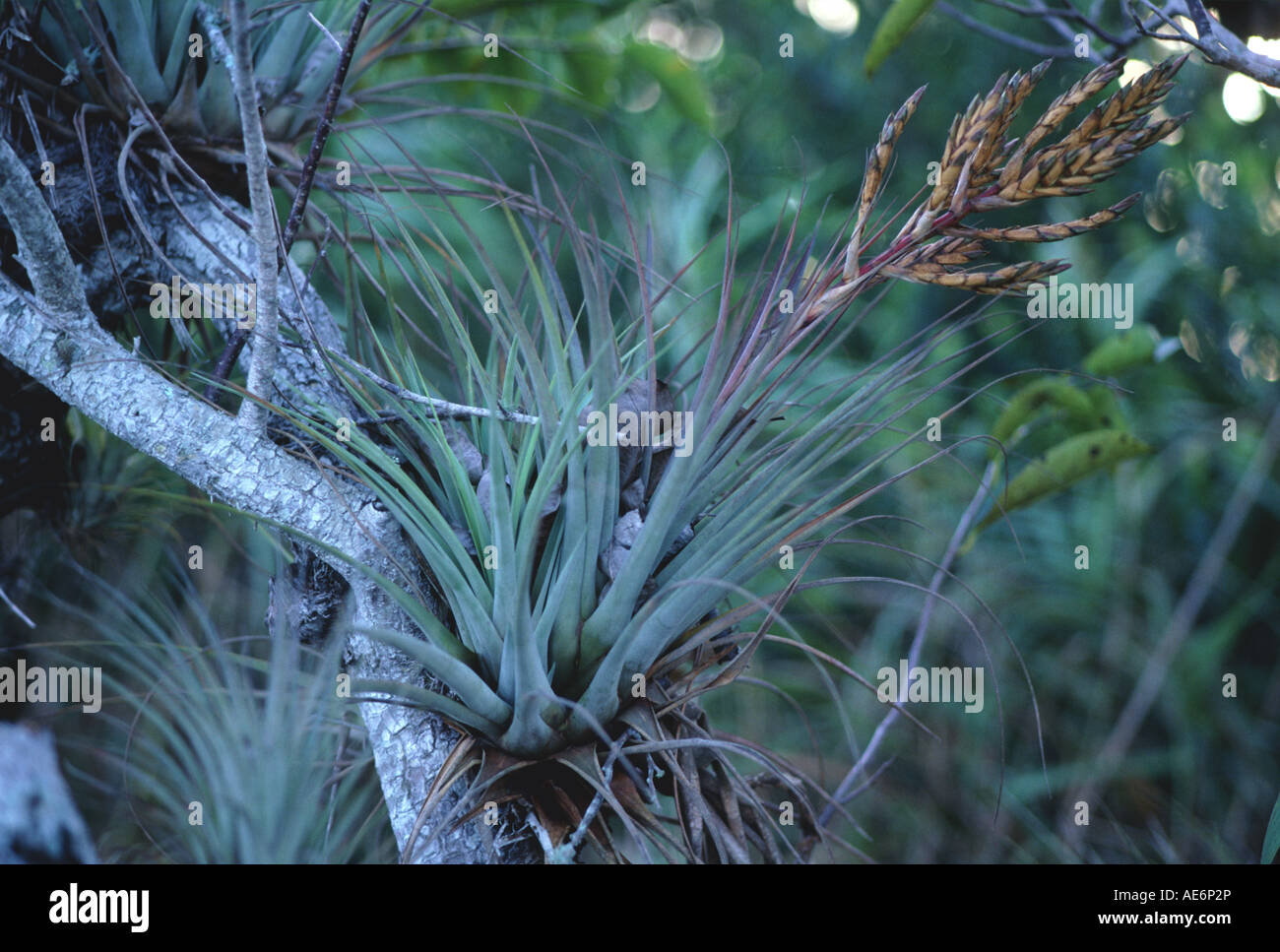 Plante épiphyte dans l'air Parc National des Everglades en Floride Banque D'Images