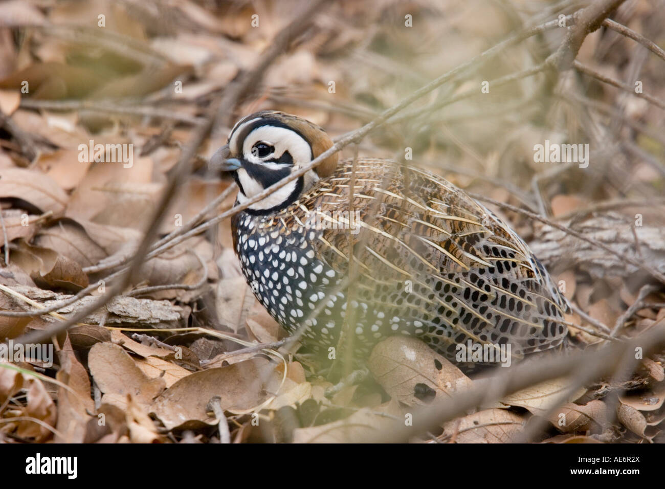 Montezuma Quail Canyon Huachua Crytonyx montezumae Carr Montagnes Arizona USA 9 mâles adultes Avril Phasianidae Banque D'Images