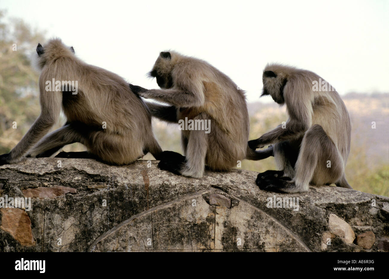 Animaux singe Semnopithèque Entelle (commune) dans la Réserve de tigres de Ranthambhor, Rajsthan, Inde. Banque D'Images