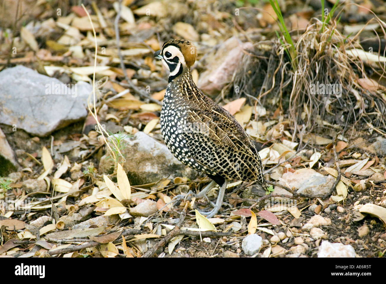 Montezuma Quail Crytonyx montezumae Huachuca Mountains Arizona United States 18 mâles adultes Juillet Phasianidae Banque D'Images