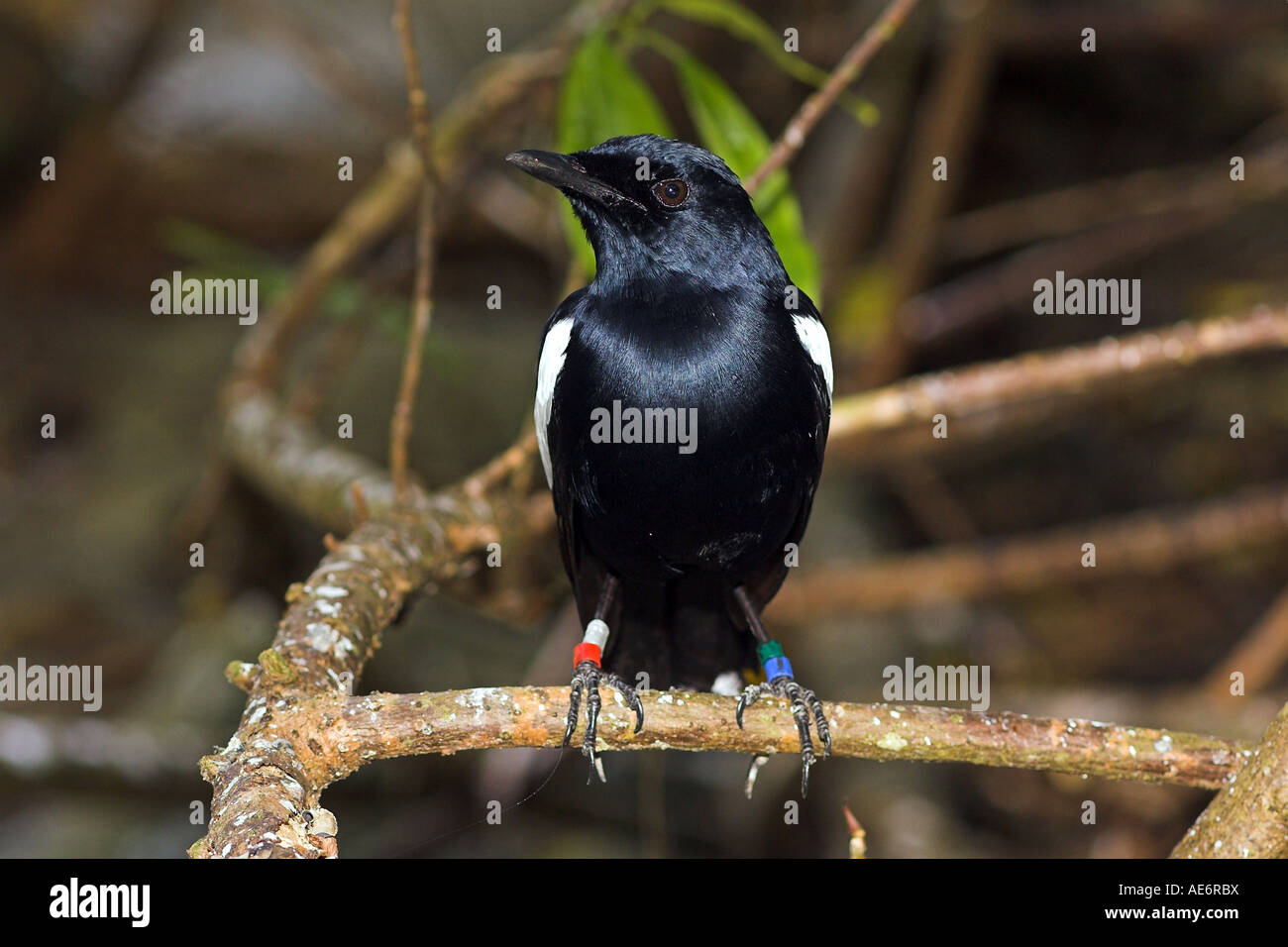 Magpie Seychelles Copsychus sechellarum-robin (), Juillet, Cousin Island, Seychelles Banque D'Images