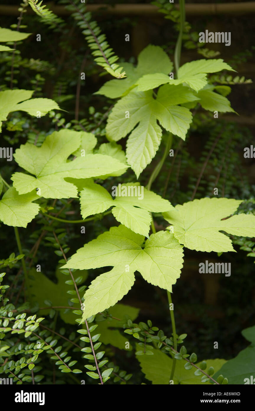 Les feuilles de vigne dans un jardin clos Banque D'Images
