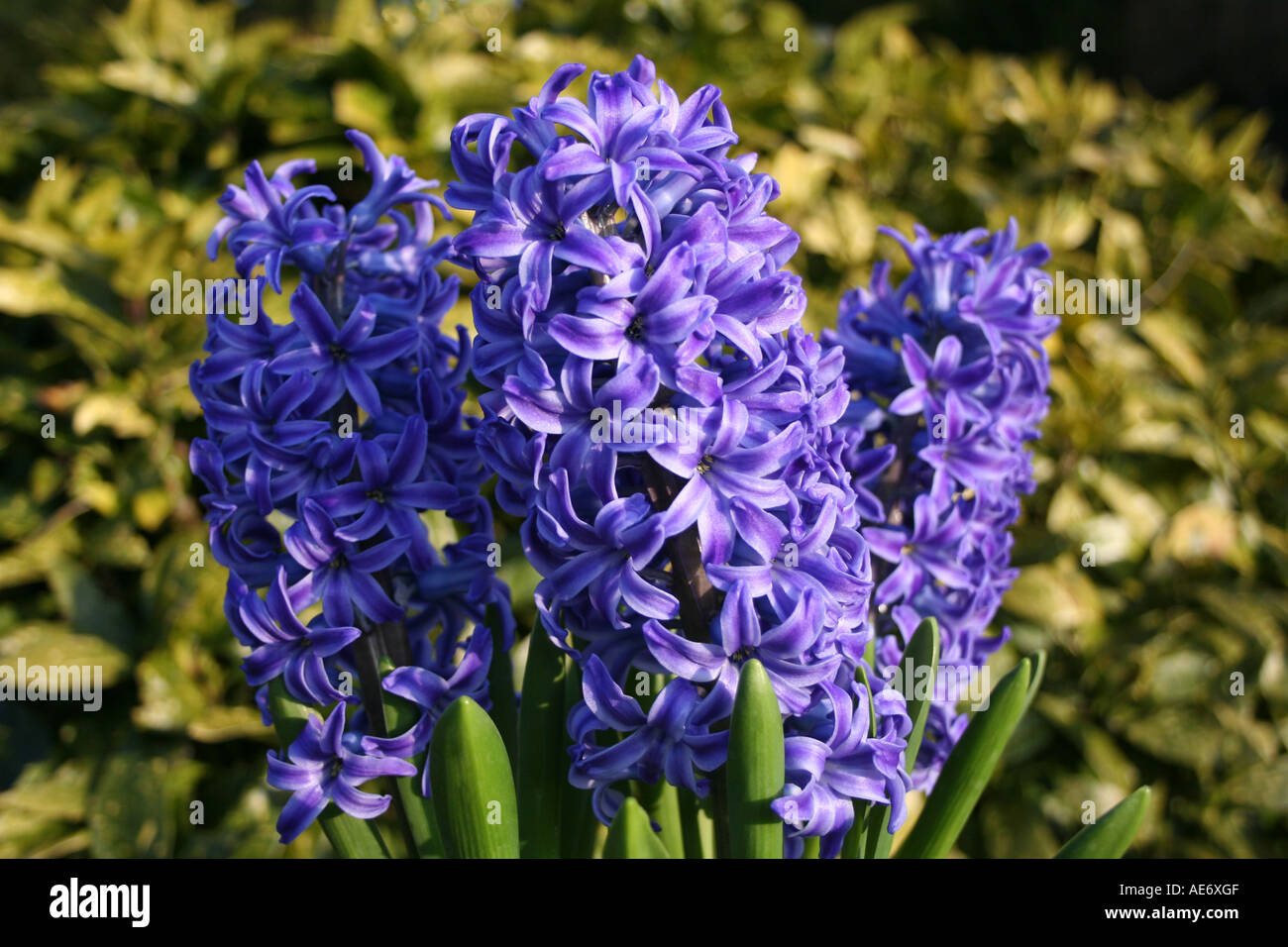 HYANCINTHS trois bleues sur fond jaune Banque D'Images