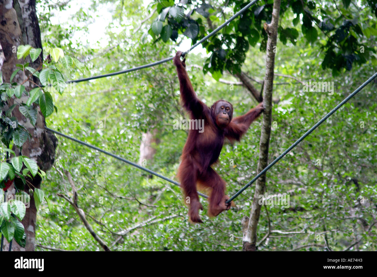 À l'état sauvage à l'orang-outan Semenggoh Wildlife Rehabilitation Centre, Kuching, Sarawak, Bornéo, Malaisie Banque D'Images