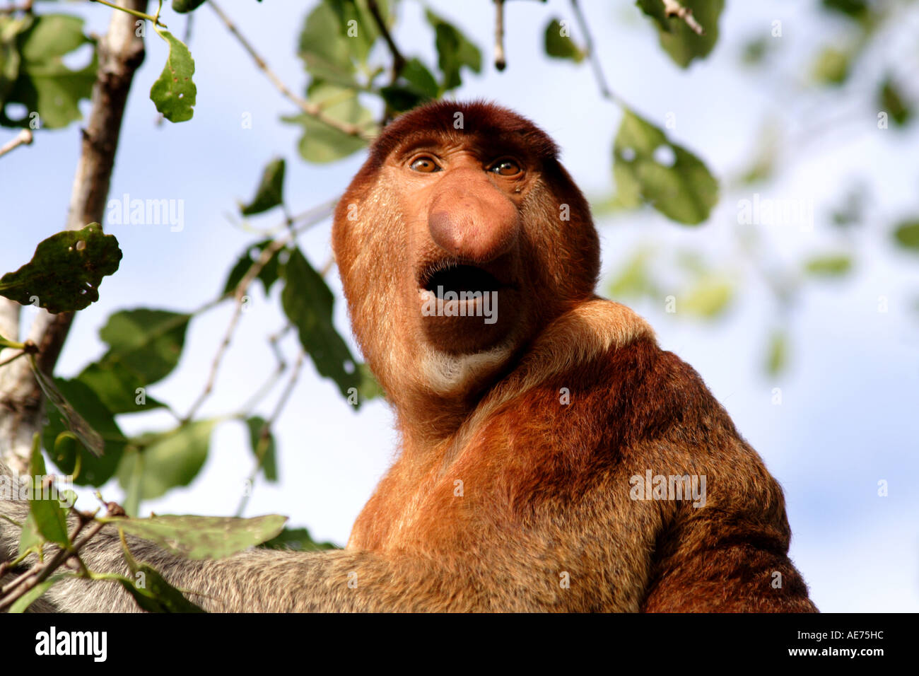 Homme Singe Proboscis dans Parc national de Bako, Kuching, Sarawak, Bornéo, Malaisie Banque D'Images