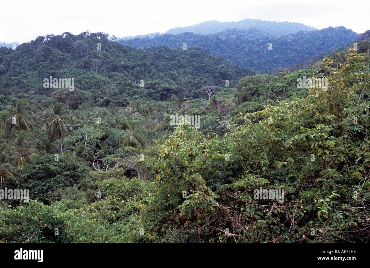 Vue sur la jungle en direction de la Sierra Nevada de Santa Maria Santa Marta Colombie Zone Banque D'Images