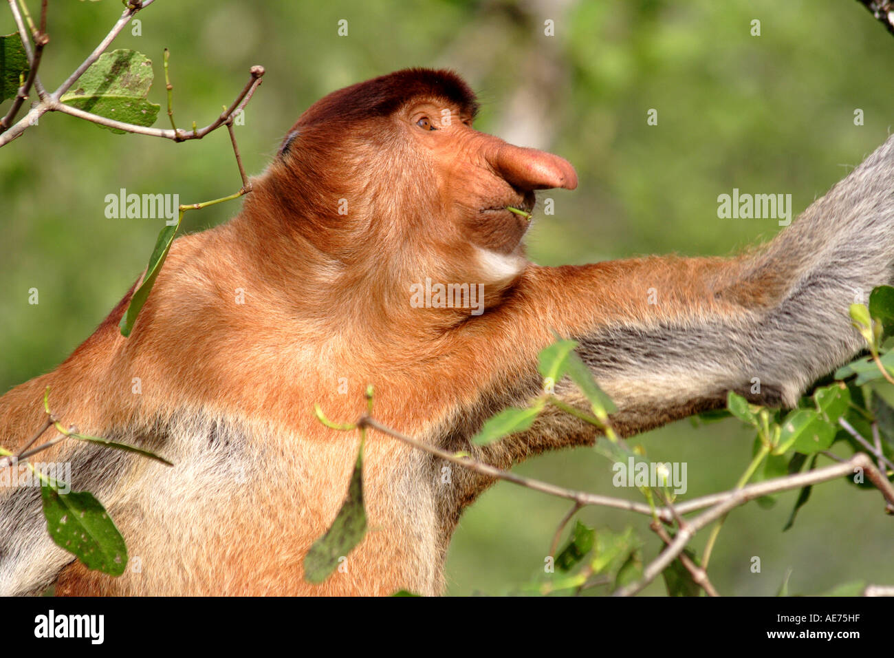 Homme Singe Proboscis dans Parc national de Bako, Kuching, Sarawak, Bornéo, Malaisie Banque D'Images