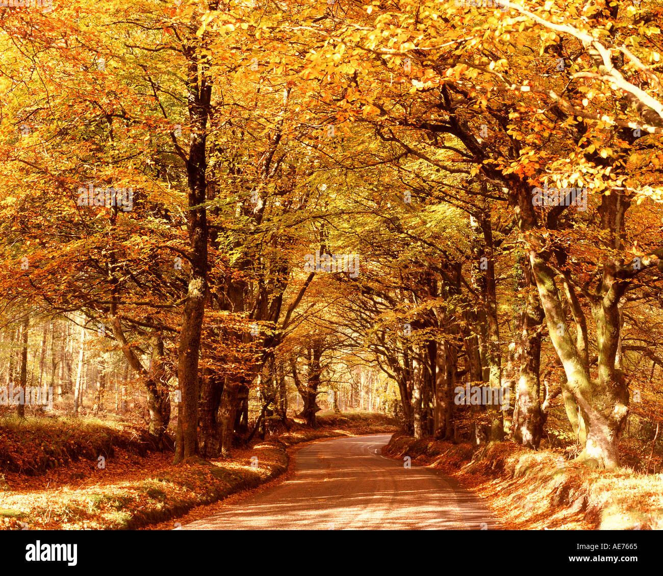 Hills of haldon forest Banque de photographies et d’images à haute ...