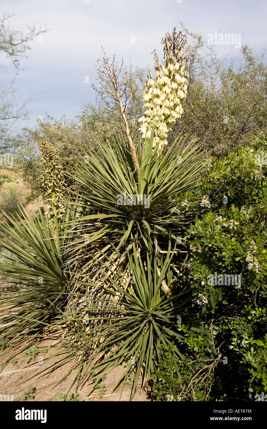 Yucca Yucca baccata banane Boyce Thompson Arboretum Arizona United States 4 avril Agavaceae Banque D'Images