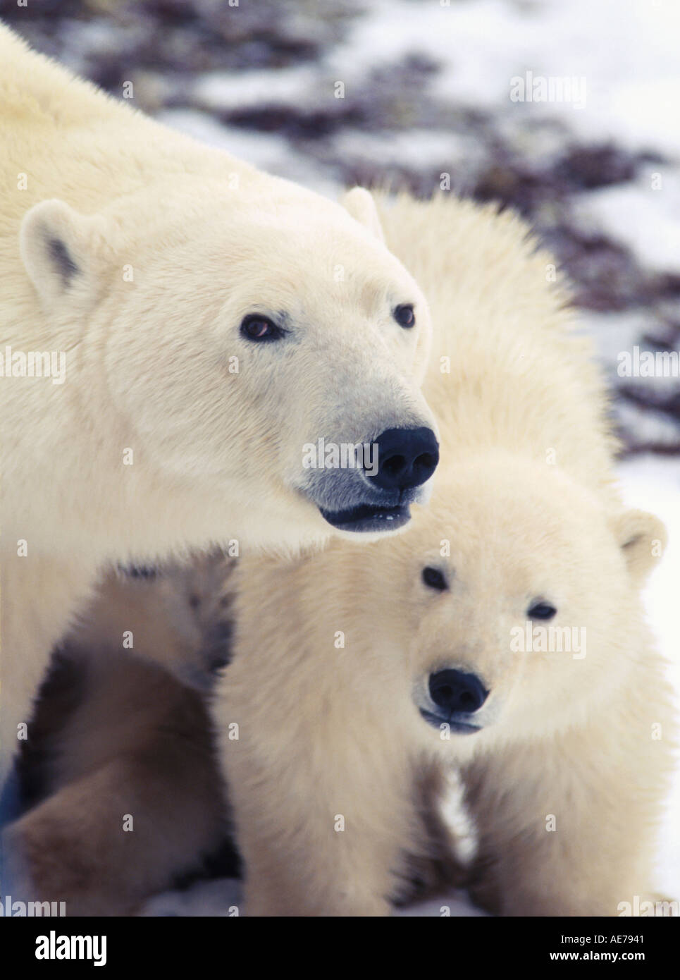 Proteger Son Bebe Ours Polaire Photo Stock Alamy