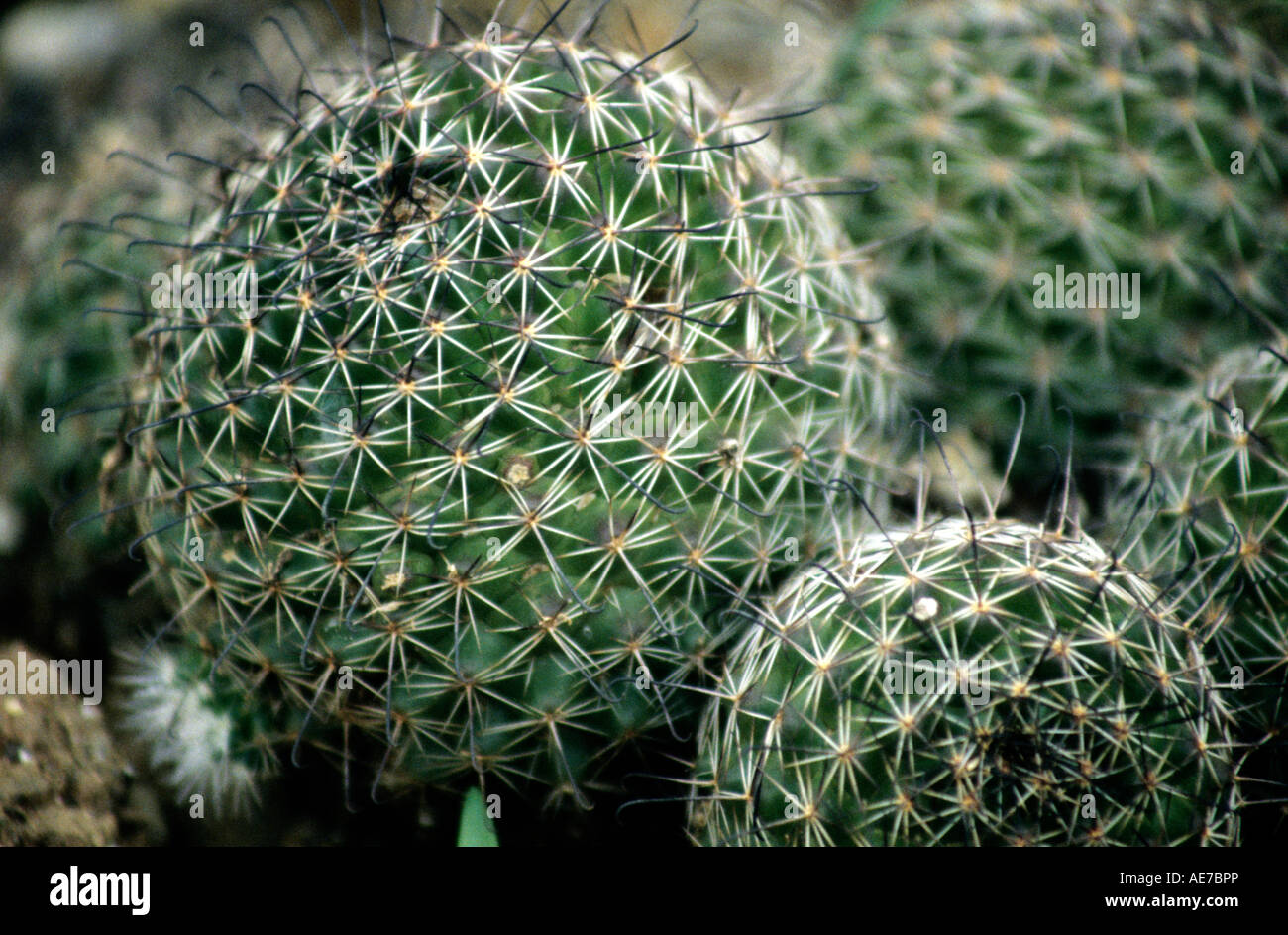 Jardin de cactus, BPT, Mumbai Banque D'Images