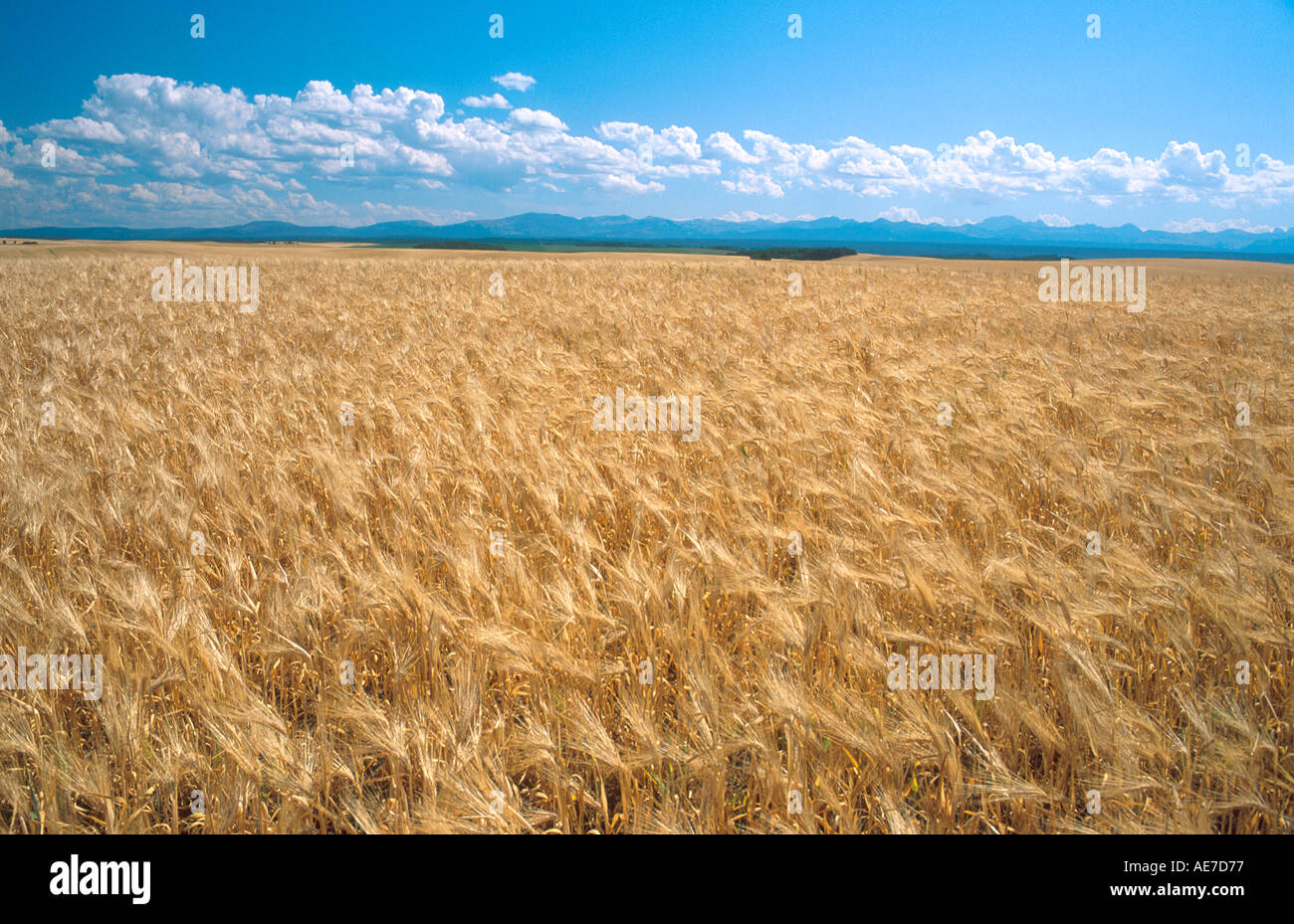 Champ d'orge à l'Est de l'Idaho Banque D'Images