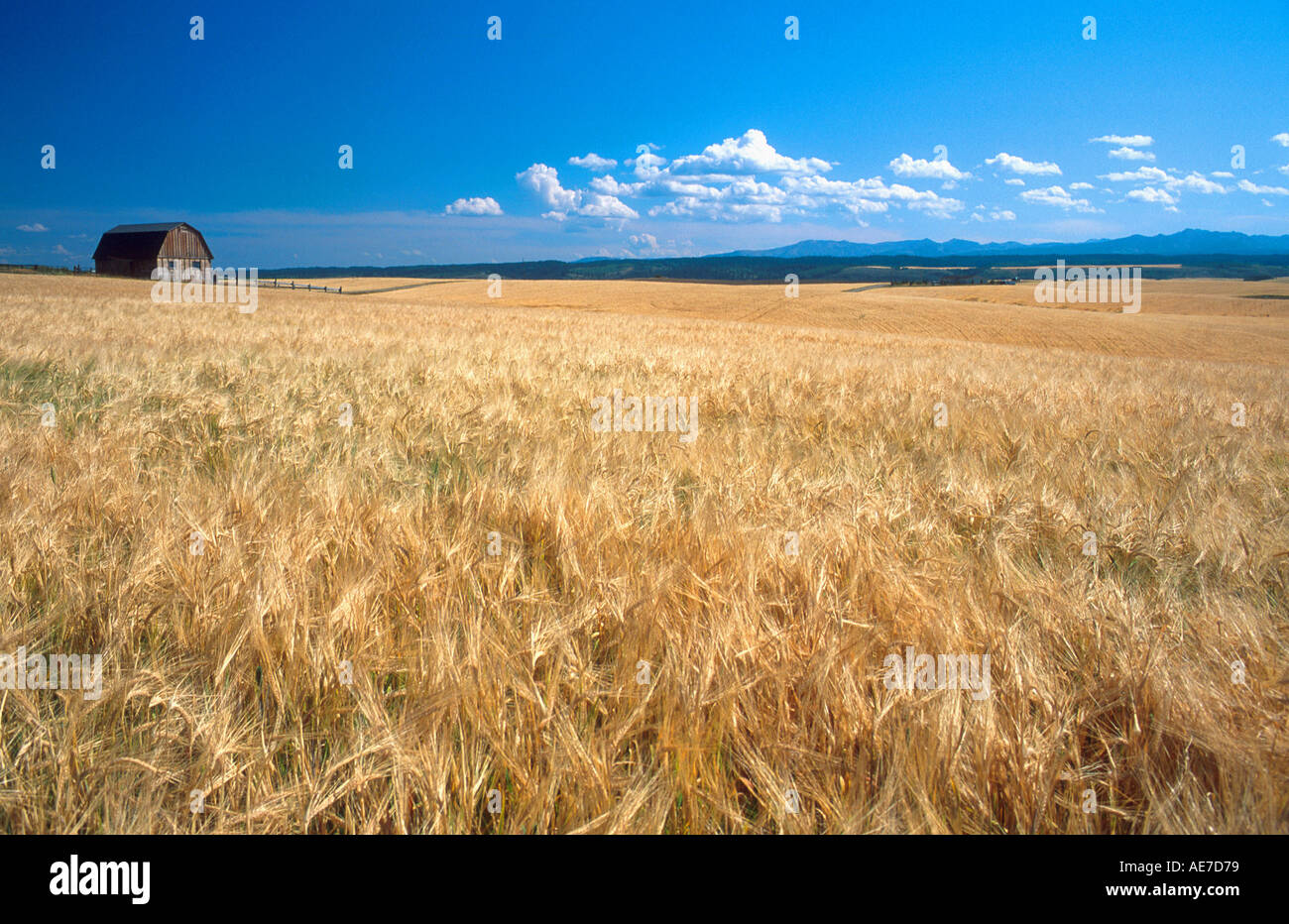 Champ d'orge à l'Est de l'Idaho Banque D'Images